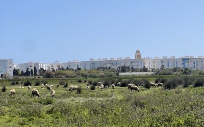 The Beauty of the Good Shepherd